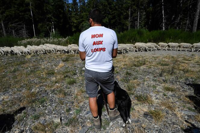 Un berger portant un tee-shirt « Non aux loups », le 27 août 2020 à Prévenchères, en Lozère.