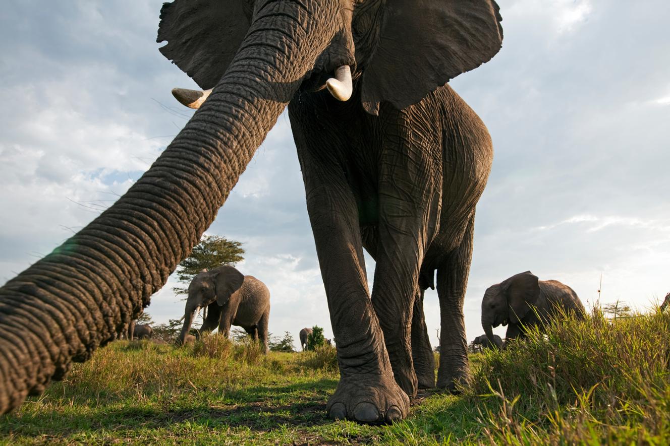 Afrikaanse Olifant, Masai Mara National Reserve, Kenia.