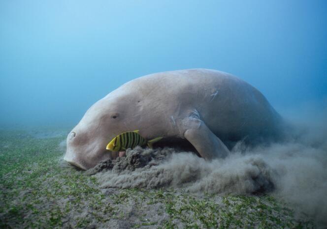 A dugong feeding on sea grass with golden trevally in Thornbury, Australia in October 2013.