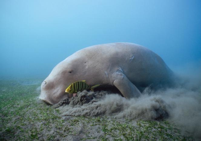 Doejongs voeden zich met kelp, met gouden trevally, in Thornberry, Australië, in oktober 2013.