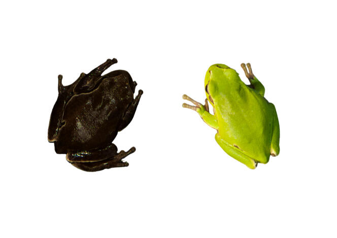 A frog species in Chernobyl has changed color