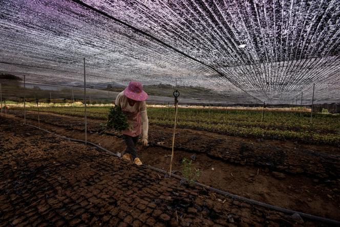 A l’extérieur de la ville chinoise de Jiujiang, un champ est recouvert d’un filet pour protéger les cultures de la lumière directe du soleil, alors que la province du Jiangxi connaît une sécheresse, le 27 août 2022.