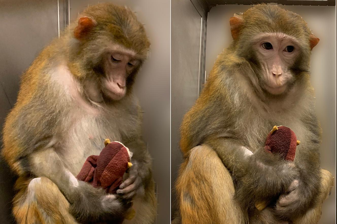 Harvard University research on monkeys sparks outrage from primatologists