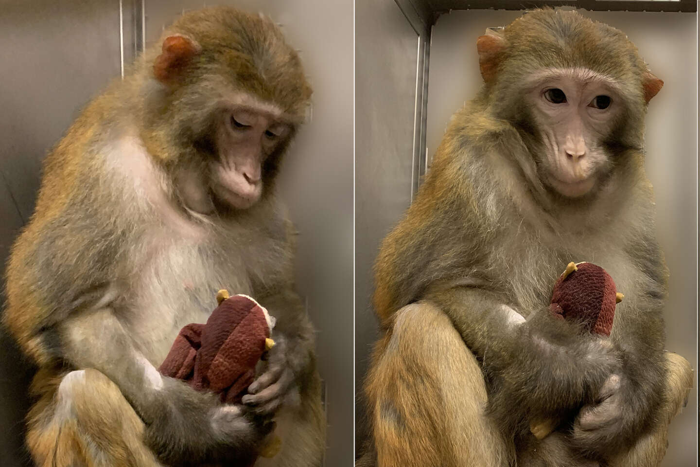 Des recherches de l’université Harvard sur des macaques suscitent l’indignation de primatologues
