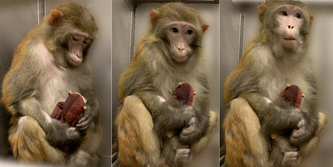 Une femelle macaque dont le bébé lui a été retiré tient un jouet en peluche fourni par le laboratoire de neurobiologie de l’école médicale de l’université Harvard, aux Etats-Unis.