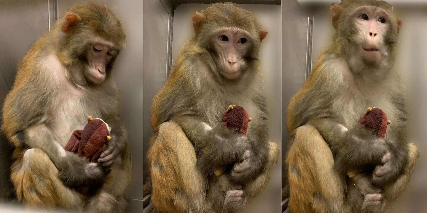 Les singes décident intelligemment, en évaluant les risques