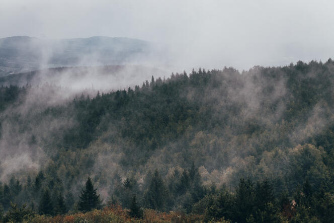 Evapotranspiration dans les forêts d’épicéas, près de Liberec, en République tchèque, en septembre 2020.