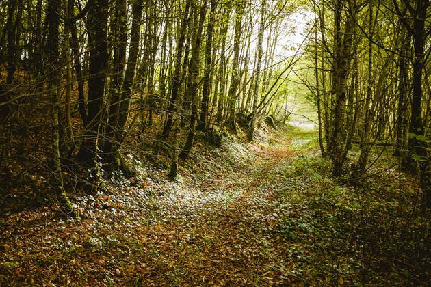 La forêt de Saint-Martin-le-Pin en Dordogne, dont plusieurs parcelles sont la propriété du groupement forestier Lu Picatau. Ici, le 19 octobre 2022.