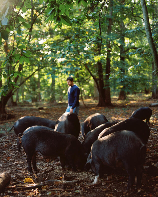 Black pigs are raised in the castle grounds, which James Henry feeds every morning.