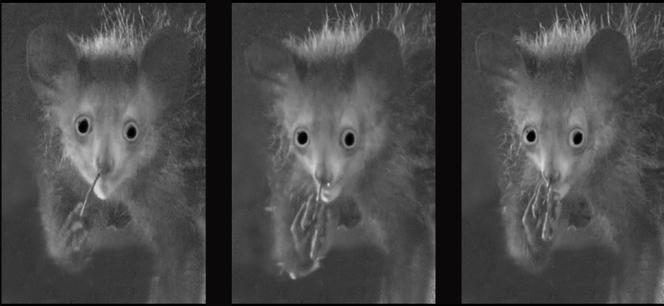 Why monkeys pick their noses