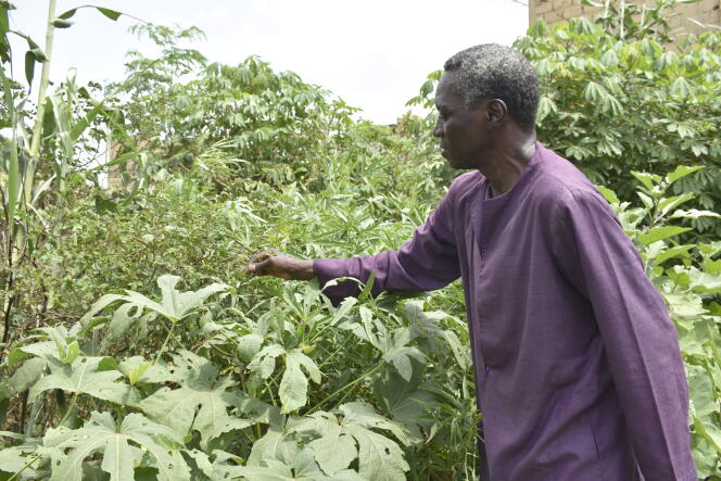 Ibrahima Seck, coordonnateur de la Fédération nationale pour l’agriculture biologique, dans son jardin à Thiès, au Sénégal.