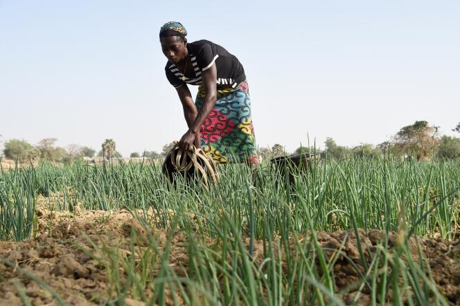 Une agricultrice du nord du Togo, en février 2020.