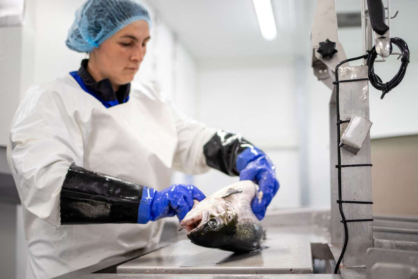 La Norvège veut taxer les producteurs de saumon