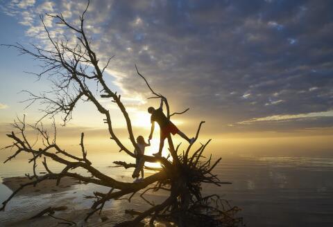 Brother and sister play on the branches of a dead tree at Jockey's Ridge State Park, Nags Head, North Carolina, on the shoreline of Albemarle Sound; Nags Head, North Carolina, United States of America