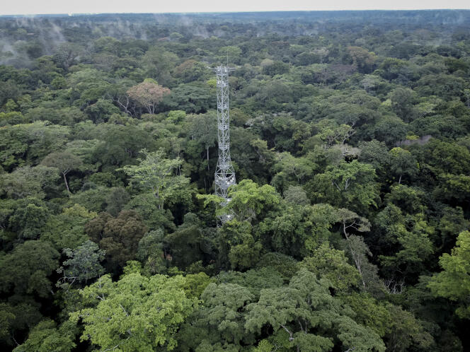 La forêt de Yangambi avec la tour de flux, à 100 kilomètres de la ville de Kisangani, dans la province de la Tshopo, au nord-est de la République démocratique du Congo, le 2 septembre 2022. La tour de flux de 55 mètres de haut,  quantifie le carbone, absorbé ou émis par la forêt.