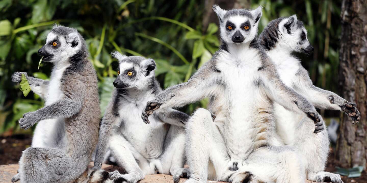 Move it, move it? Madagascar wants to make the film's (non-native) animals  a tourist attraction