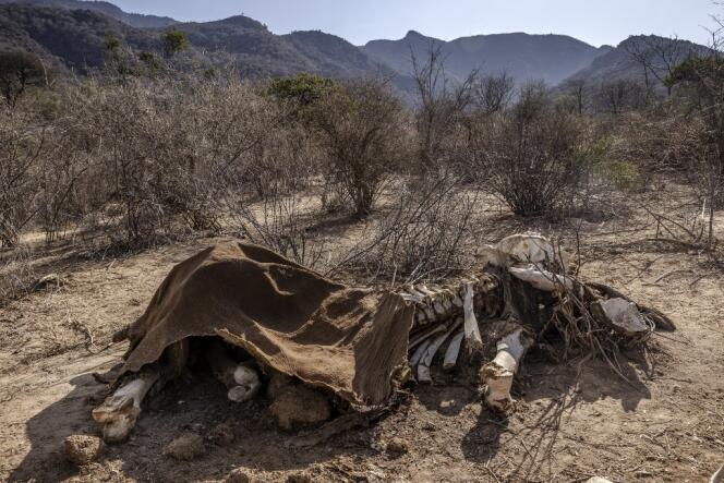 Une carcasse d’un éléphant adulte, mort pendant la sécheresse, dans la réserve de Samburu au Kenya, le 12 octobre 2022.