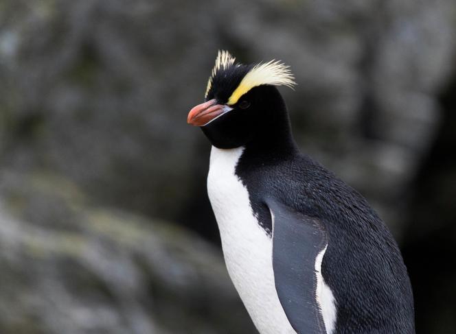 L’« Eudyptes sclateri » est reconnaissable à ses deux aigrettes au-dessus des yeux, dans les îles Antipodes, en Nouvelle-Zélande, en 2017.