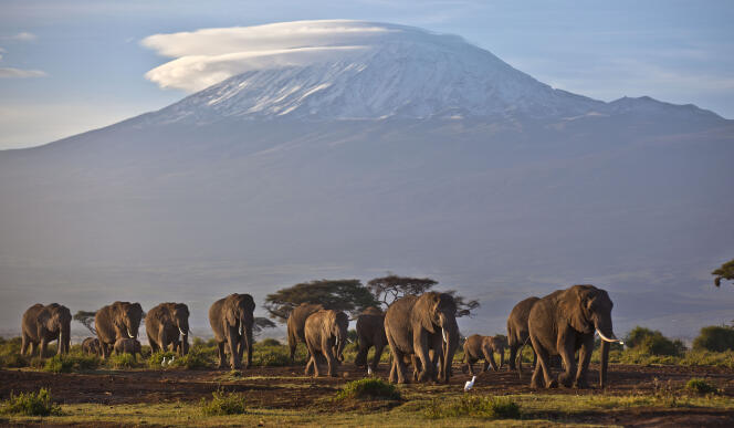 Un troupeau d'éléphants adultes et de bébés marche à la lumière de l'aube alors que la plus haute montagne d'Afrique, le mont Kilimandjaro en Tanzanie, est surmontée de neige et de glaciers en arrière-plan, vue depuis le parc national d'Amboseli, dans le sud du Kenya, le 17 décembre 2012.