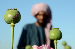 A farmer works at a poppy plantation in a field in Kandahar on April 3, 2022. - The Taliban's supreme leader on April 3 ordered a ban on poppy cultivation in Afghanistan, warning that the hardline Islamist government would crack down on farmers planting the crop. (Photo by Javed TANVEER / AFP)