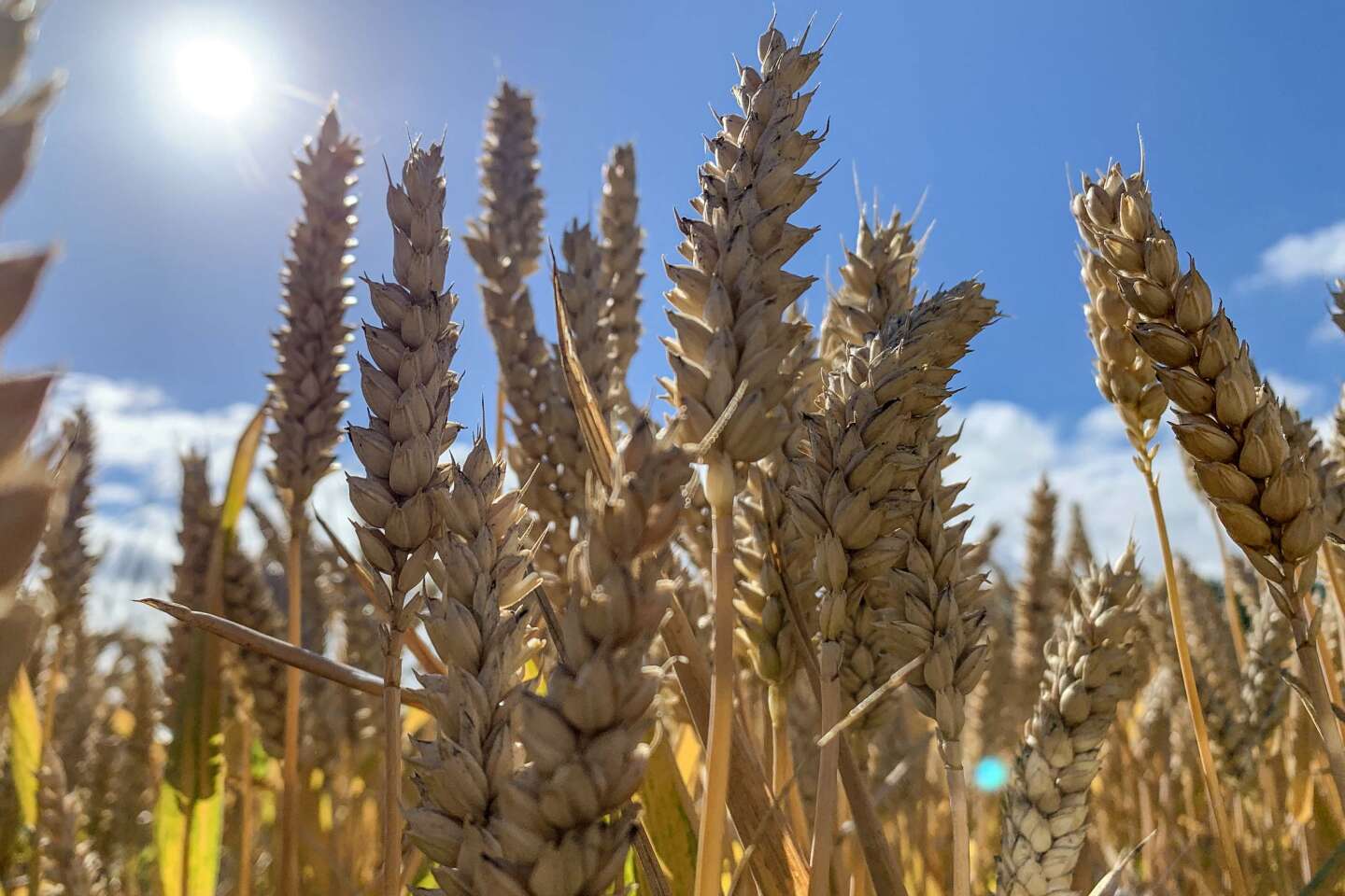 Matières premières : « Le cours du blé mené en bateau »