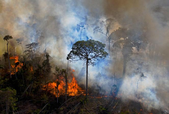 La selva amazónica, en llamas, con fines de deforestación, el 15 de agosto de 2020, en Brasil.