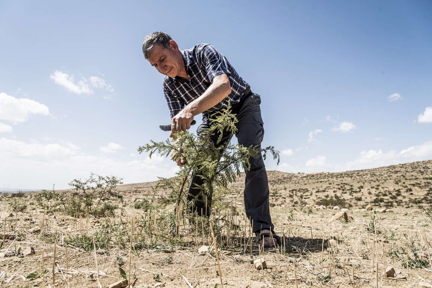 Tony Rinaudo, l’agronome qui fait repousser les arbres du Sahel