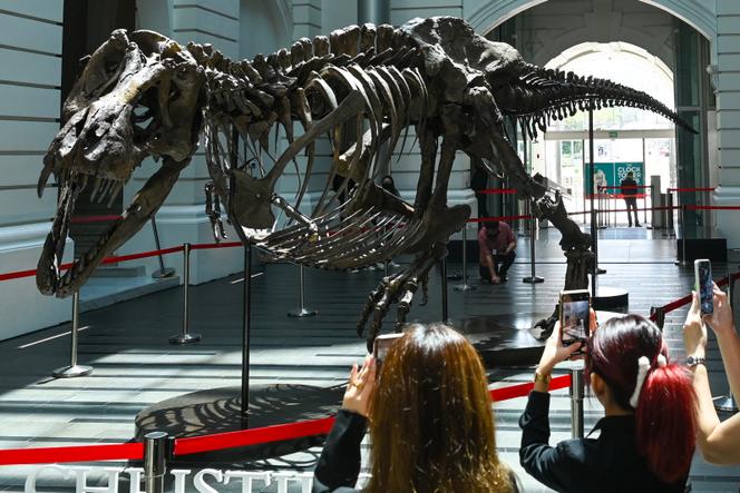 Le squelette d’un « Tyrannosaurus rex » exposé à Singapour, le 28 octobre 2022.