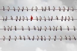 Different Individual creative thinking and individuality concept or racism idea as a group of birds on a wire with a red character with 3D illustration elements.