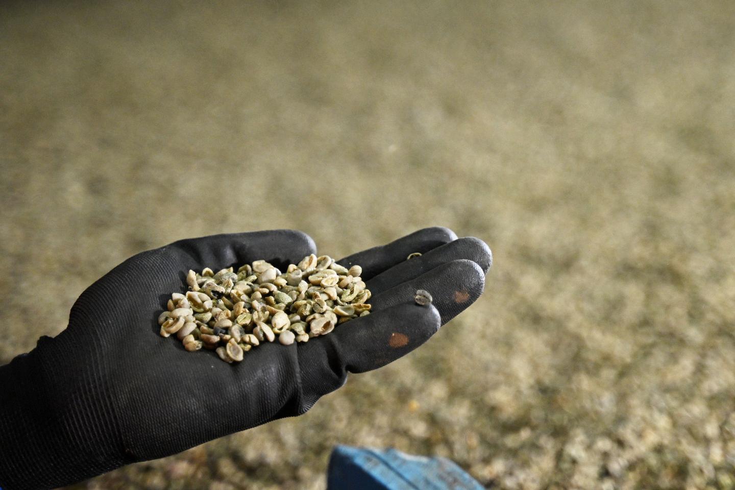 Raw materials "Coffee takes on water" Time News