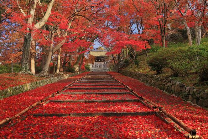 Au mois de novembre, les rues de Kyoto, l’ancienne capitale impériale du Japon, se recouvrent de feuilles d’érable.