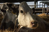 « Cow » : la vie à travers les yeux d’une vache