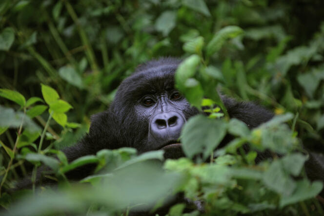 On the slopes of Mount Mikeno in Virunga National Park, Democratic Republic of Congo (DRC).