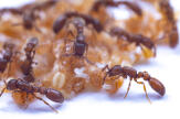 Les pupes de fourmis fabriquent un lait magique pour la colonie