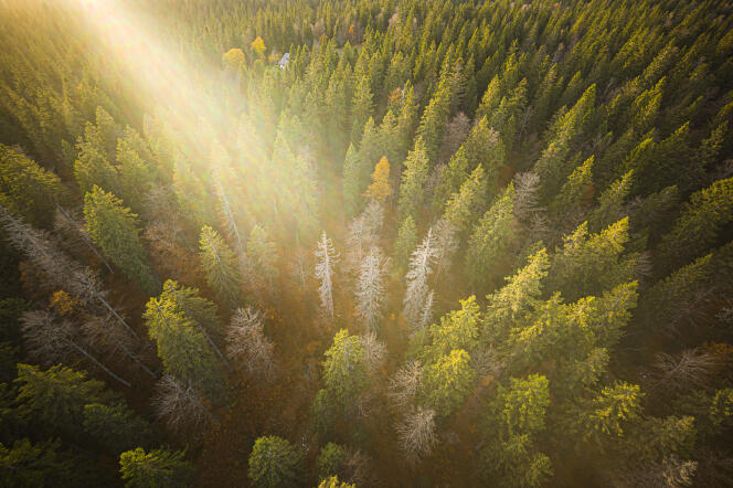 La forêt du Risoux, dans le Jura, le 19 octobre 2022.