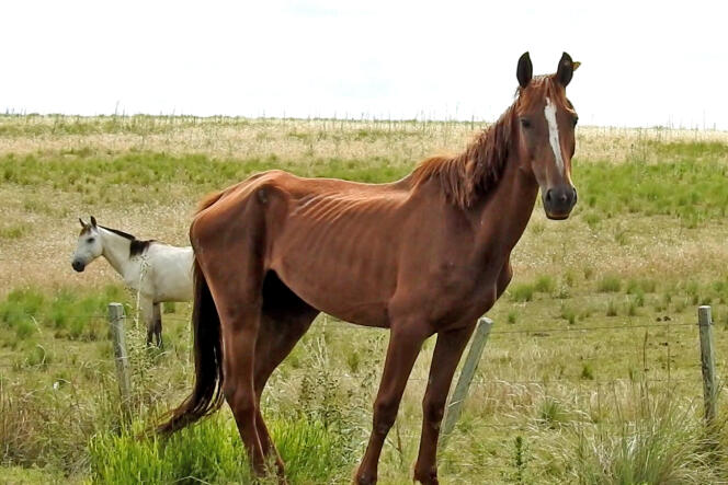 Still from a documentary filmed by the Animal Welfare Foundation showing a malnourished mare on a farm in South America.