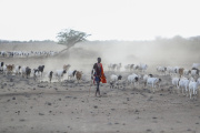 Un homme Masaï cherche un endroit pour faire paître ses chèvres, près du lac Magadi (Kenya) le 9 novembre 2022.