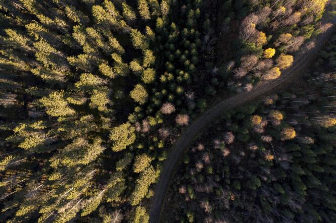 La forêt boréale, au-dessus du cercle polaire, en Laponie finlandaise. Au cours des vingt dernières années, les forêts arctiques scandinaves ont été la cible d’une quantité croissante de punaises des bois, en raison de l’allongement des étés. Ici, le 6 octobre 2022.