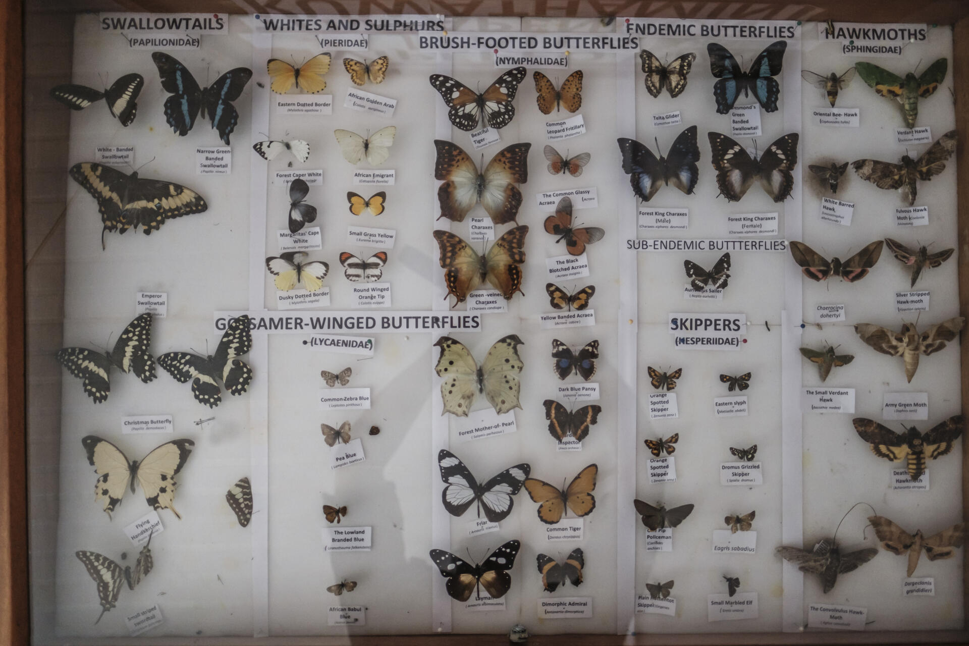 Des papillons trouvés dans la forêt de Ngangao, exposés dans le bâtiment de l’organisation Dawida Biodiversity Conservation Group, dans le village de Wundanyi, au sud-ouest du Kenya, le 4 décembre 2022.