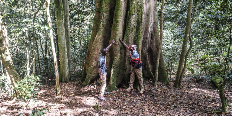 John Maganga (L) and Nathaniel Mwanbisi, founders of the Dawida Biodiversity Conservation Group, stands next to the older tree in the Ngangao forest, known as “Mother Tree”, in the village of Wundanyi, Southwest Kenya, on December 04, 2022.