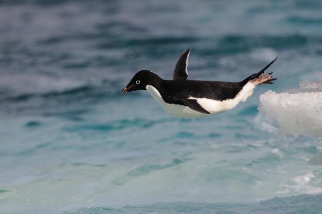 Un manchot Adélie dans l’aire marine protégée (AMP) de la mer de Ross, en Antarctique, en janvier 2009.