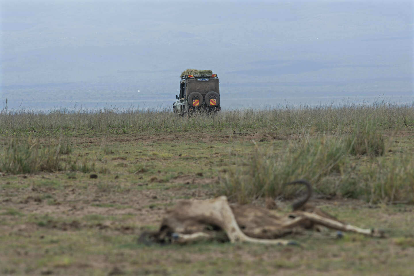 Au Kenya, une sécheresse d’une intensité inédite décime éléphants, gnous, zèbres et girafes