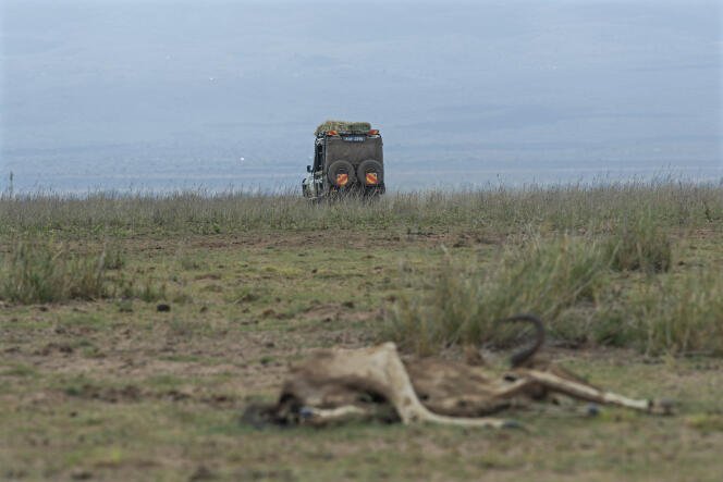 Des rangers du Kenya Wildlife Services (KWS) passent devant une carcasse de gnou au parc national d’Amboseli, le 30 novembre 2022.