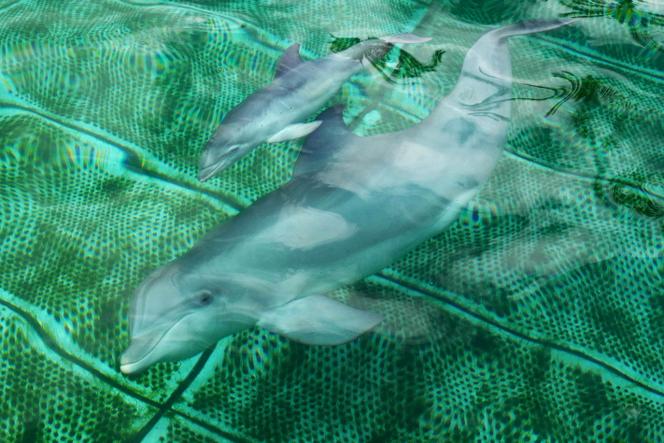 « Delphinariums, game over ? », sur Ushuaïa TV : Guillaume Meurice met ...