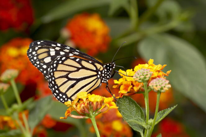 Una mariposa monarca (Danaus plexippus) en Butterfly World and Gardens, Coombs, British Columbia, Canadá, en mayo de 2009.