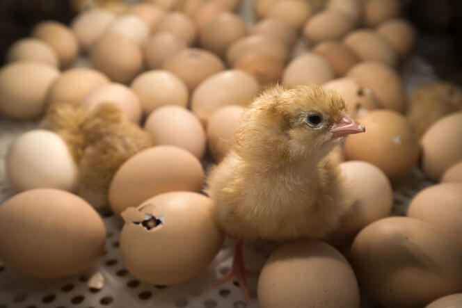 Un pollito recién nacido en una incubadora en el Salón Agrícola de París el 26 de febrero de 2017. 
