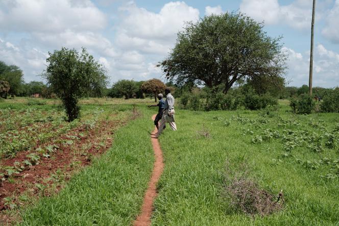 A plot of genetically modified cotton (right) spaced a few meters from a non-GM plot, in Nzoila, Kenya, on December 5, 2022. The distance between GM and non-GM crops must be substantial to avoid pollination.