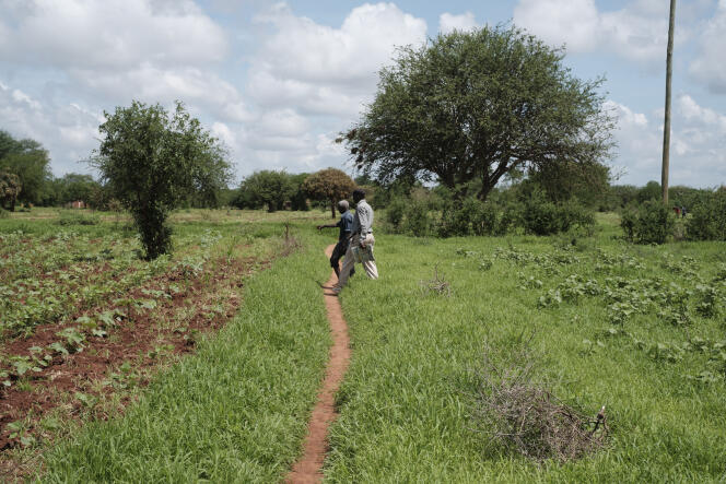 Une parcelle de coton génétiquement modifié (à droite) espacée de quelques mètres d’une parcelle qui ne l’est pas, à Nzoila (Kenya), le 5 décembre 2022. 
