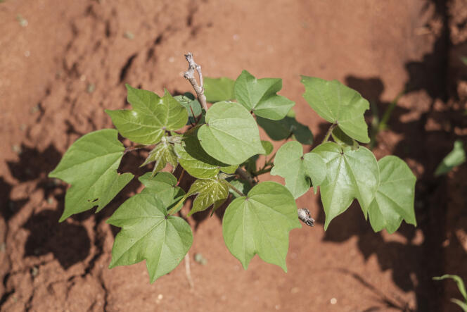 A conventional cotton plant in Nzoila, Kenya, on December 5, 2022.