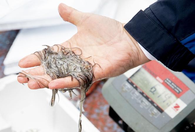 Lors du lâcher de 2 millions de jeunes anguilles européennes dans le marais artificiel de Marker Wadden, aux Pays-Bas, le 21 mars 2019.